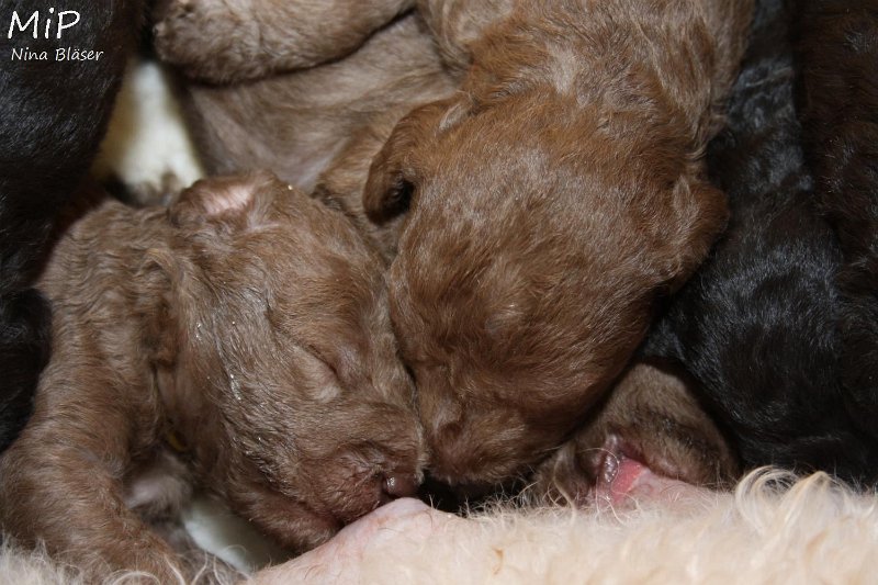 2011-05-15 Puppies Candy & Svet (4).jpg